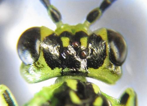 Réf. 226 754 : Rhogogaster scalaris