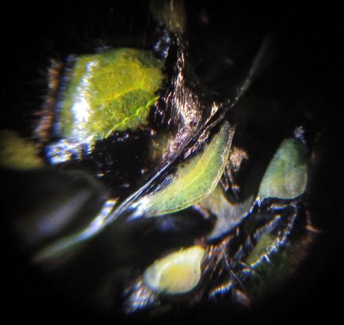 Rhogogaster scalaris