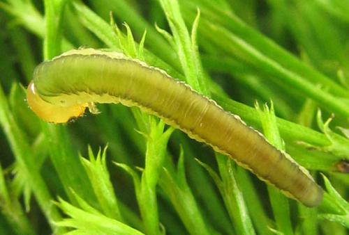 Dolerus gessneri