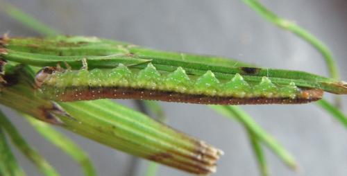 Réf. 226 839 : Dolerus aericeps