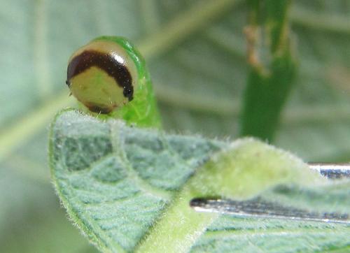Dolerus gessneri