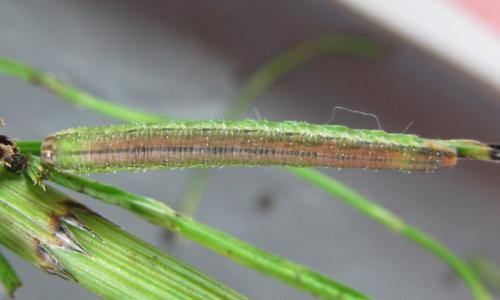 Réf. 226 840 : Dolerus aericeps