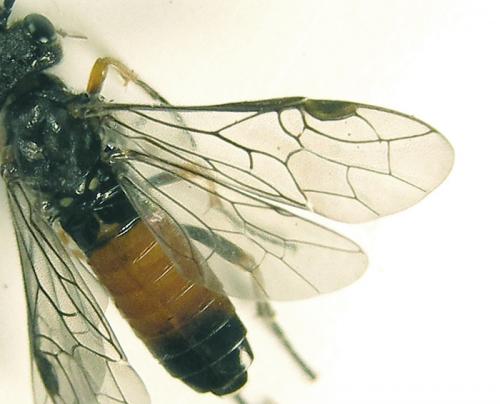 Réf. 226 843 : Dolerus aericeps