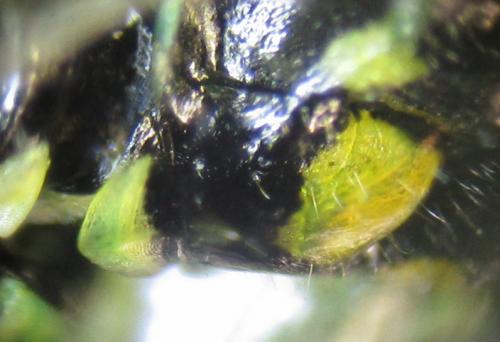 Rhogogaster scalaris