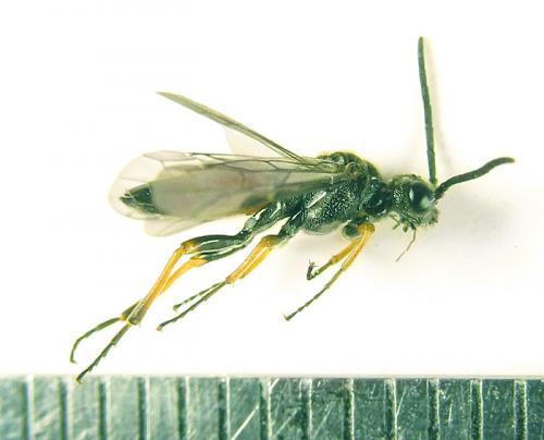 Réf. 226 844 : Dolerus aericeps