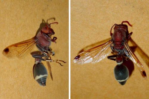 Ropalidia sp.