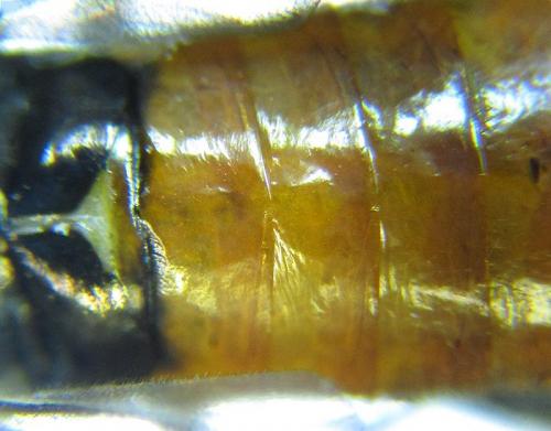 Réf. 226 845 : Dolerus aericeps