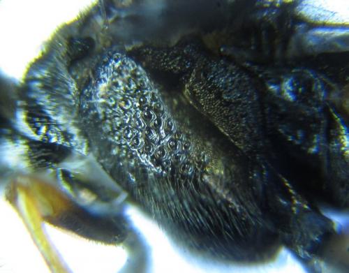 Réf. 226 846 : Dolerus aericeps