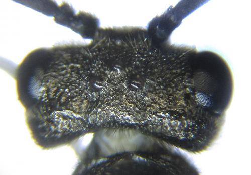 Réf. 226 847 : Dolerus aericeps