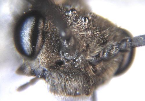 Réf. 226 848 : Dolerus aericeps