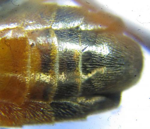 Réf. 226 850 : Dolerus aericeps