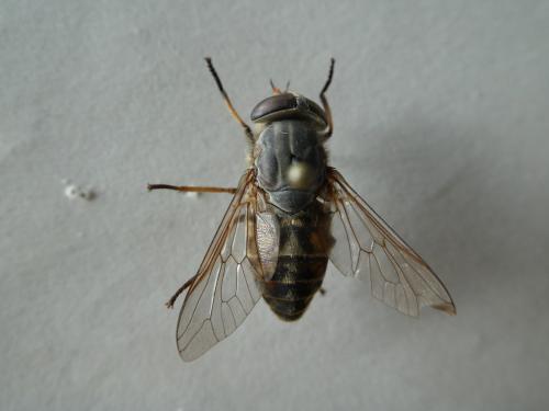 Réf. 226 174 : Tabanus miki