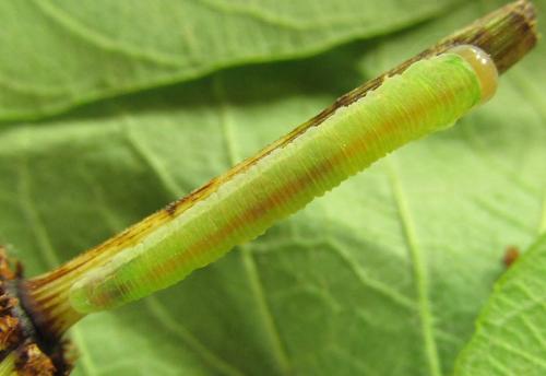 Dolerus gessneri