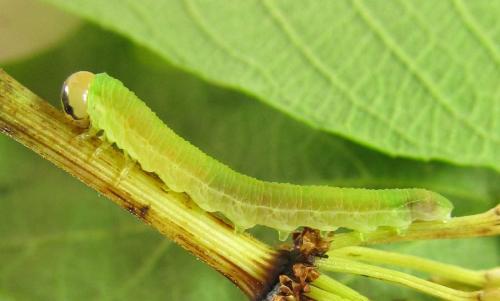 Dolerus gessneri