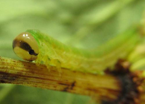 Réf. 226 027 : Dolerus gessneri