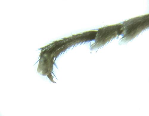 Dolerus gessneri