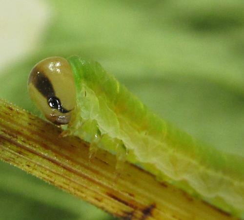 Dolerus gessneri