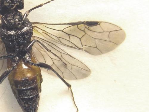 Dolerus gessneri