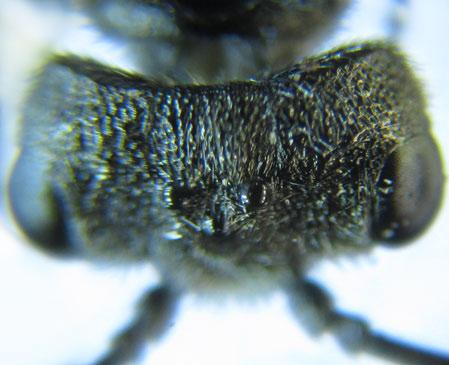 Dolerus gessneri