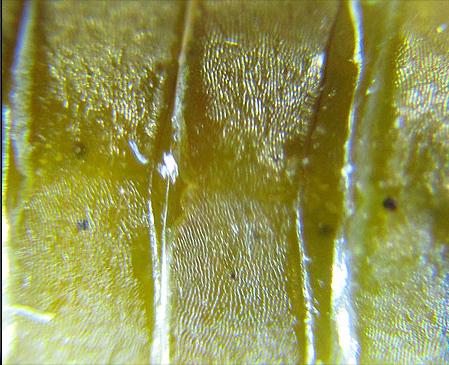 Dolerus gessneri