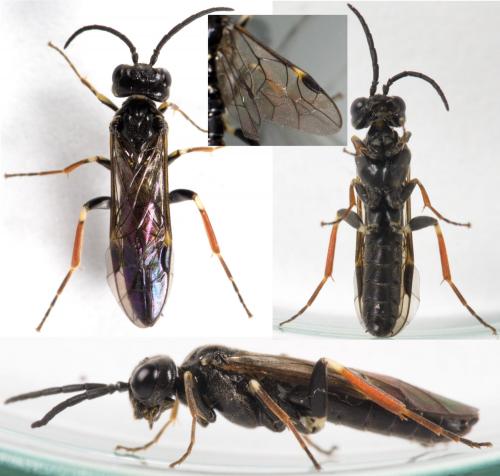 Emphytus cinctus