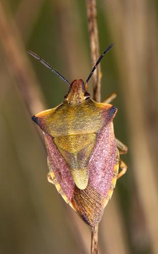 Carpocoris mediterraneus atlanticus