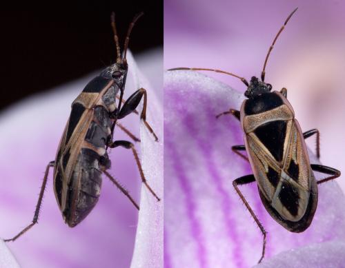 Réf. 226 606 : Xanthochilus saturnius