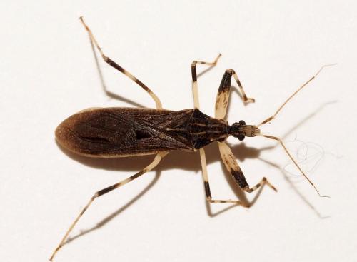 Oncocephalus sp.