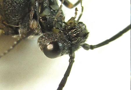 Dolerus gessneri