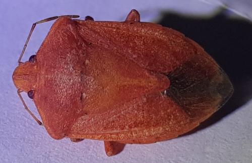 Nezara viridula