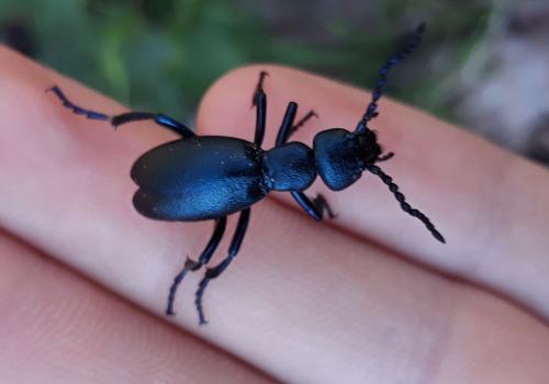 Meloe violaceus