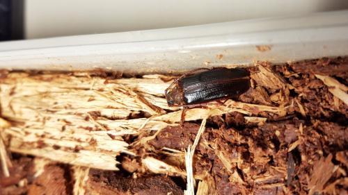 Réf. 226 115 : Tragosoma depsarium