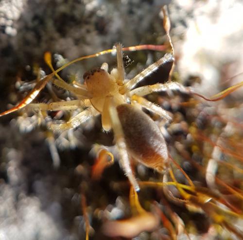 Clubiona sp.