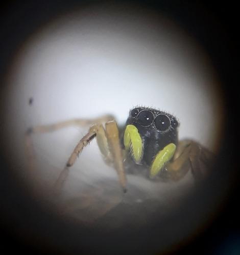 Heliophanus cupreus