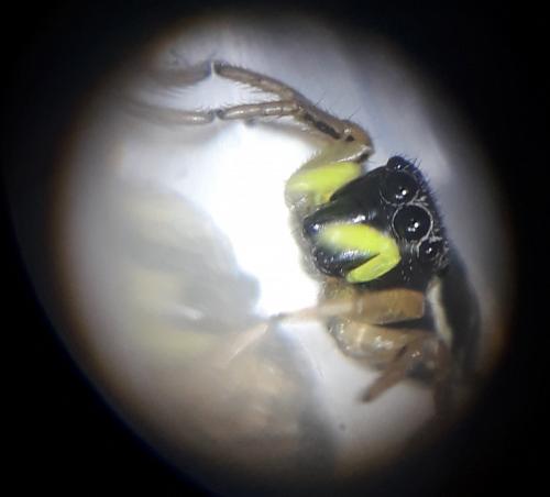 Heliophanus cupreus