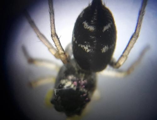 Heliophanus cupreus