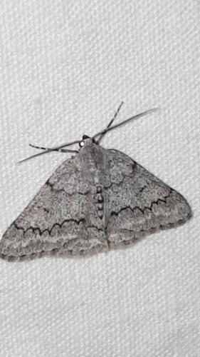 Pseudoterpna coronillaria