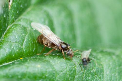 Lasius cinereus
