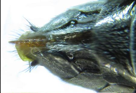Dolerus gessneri
