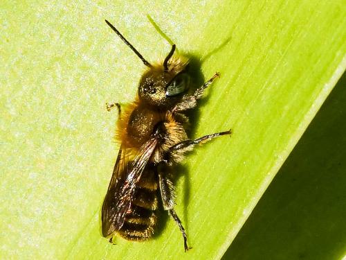 Osmia sp.