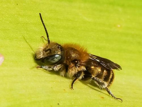 Réf. 226 142 : Osmia sp.