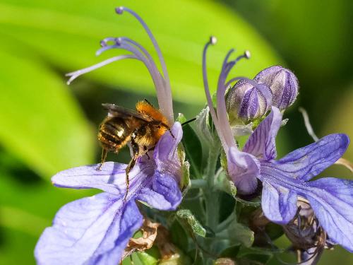 Réf. 226 143 : Osmia sp.