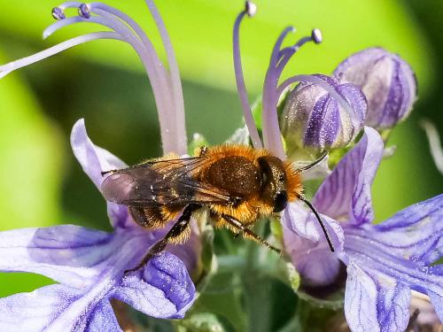 Osmia sp.