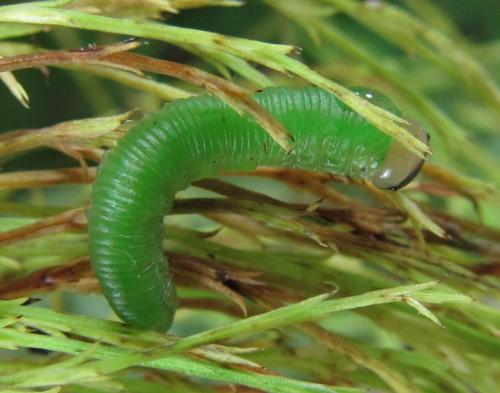 Dolerus gessneri