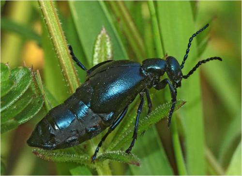 Meloe violaceus