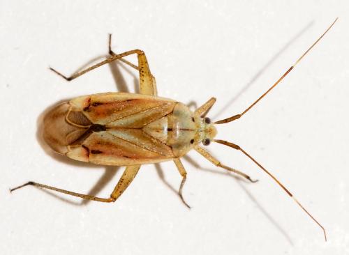 Closterotomus krueperi