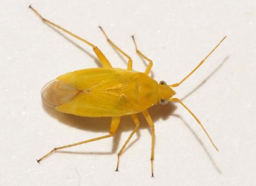 Megalocoleus sp.