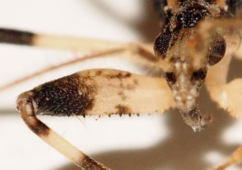 Oncocephalus sp.