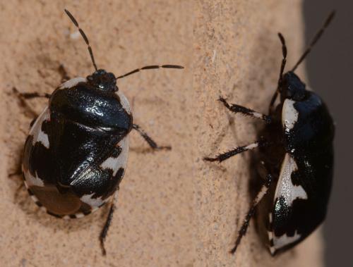 Tritomegas rotundipennis