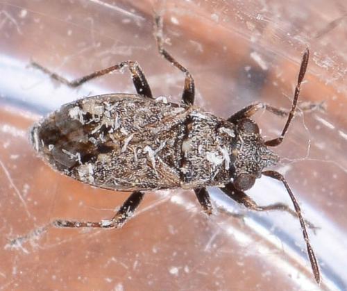 Réf. 226 612 : Nysius huttoni